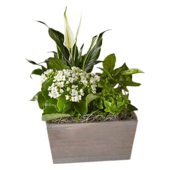 Serene White Garden – view 2